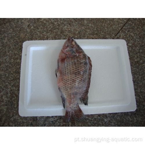 Tilápia de peixe IQF congelado chinês para o mercado da África